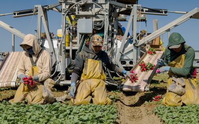 Los Trabajadores Agrícolas en Nuestra Diócesis y su Aporte a la Economía